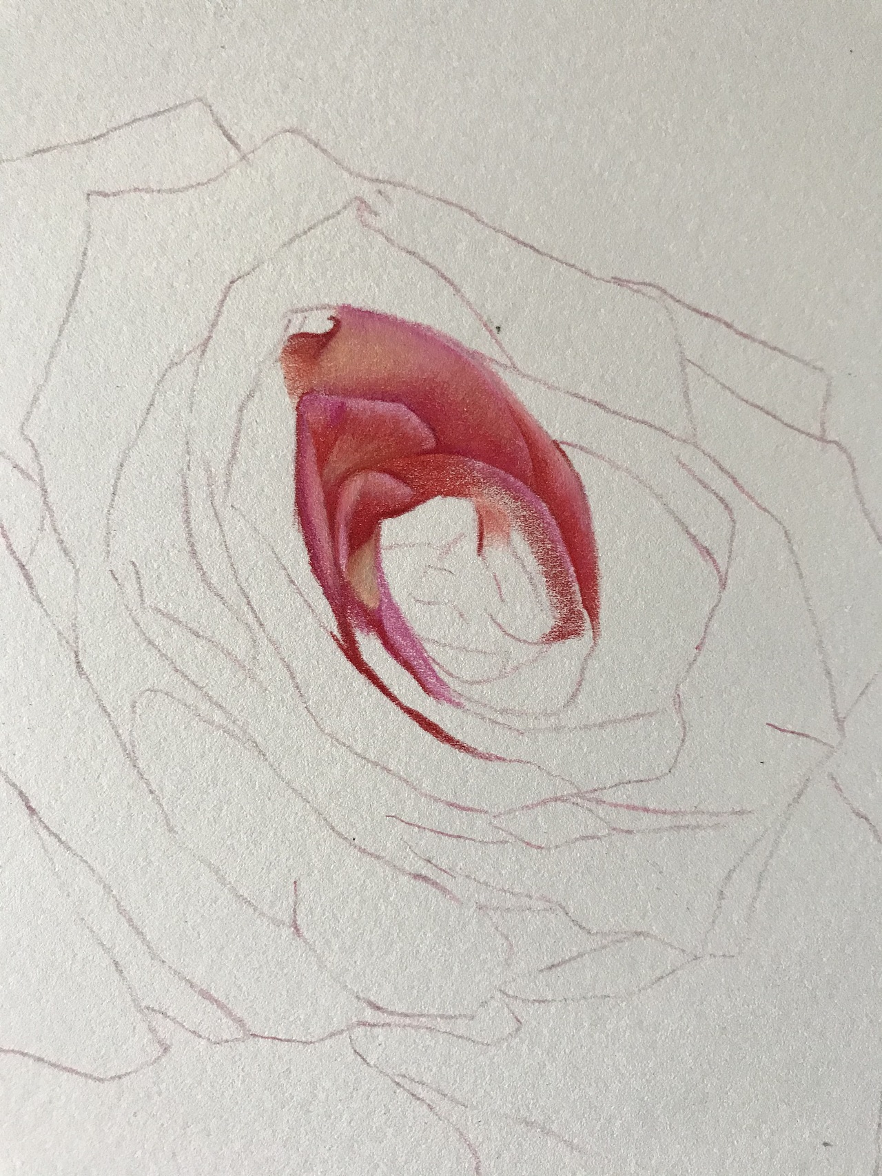 庸俗的大玫瑰！就是俗！（图ZMjY0OTQ4MDM2） - 绘画 - 站酷设计师臻于至善彩铅原创素材 - 站酷ZCOOL