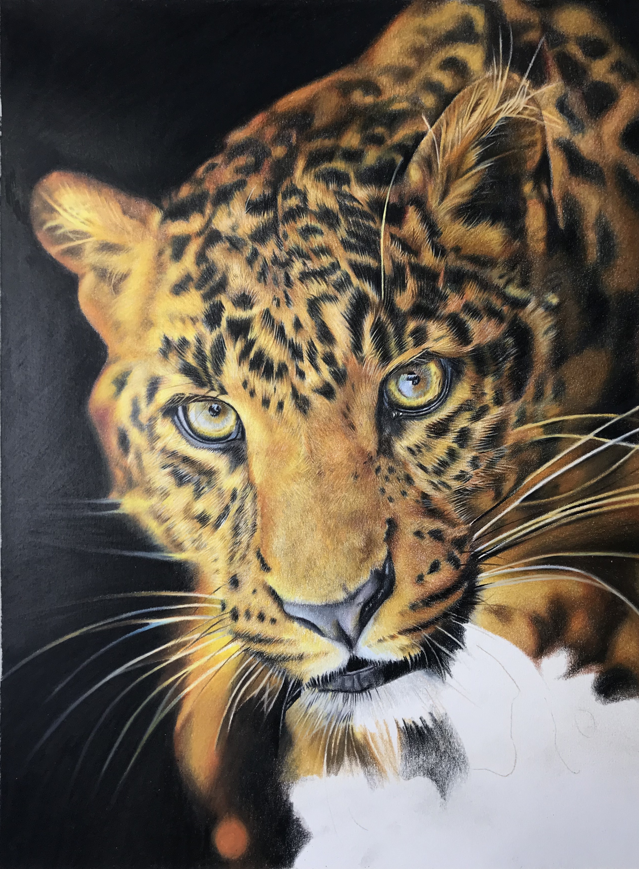 彩铅画动物,豹,新课案例