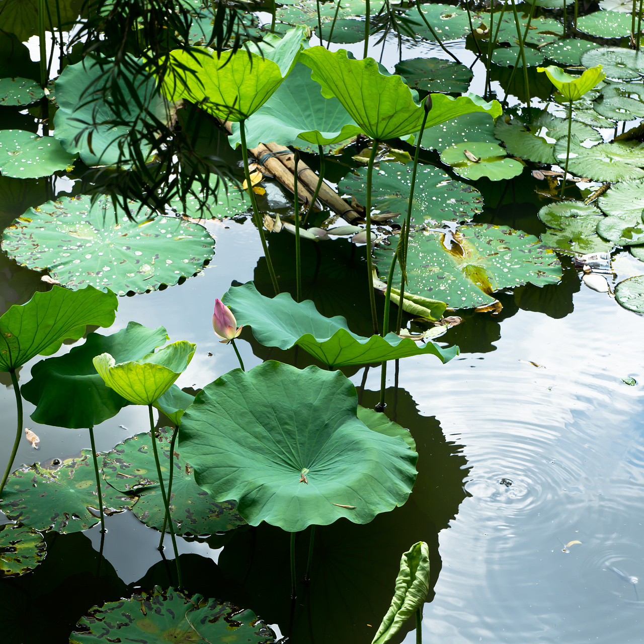 夏天-池塘与荷叶荷花高清图片下载-正版图片500445901-摄图网