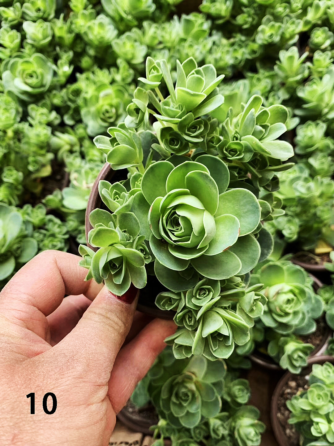 云南东南亚多肉绿植（图ZMTU1NDUxOTQ4） - 产品摄影 - 站酷设计师绿植玩家原创素材 - 站酷ZCOOL