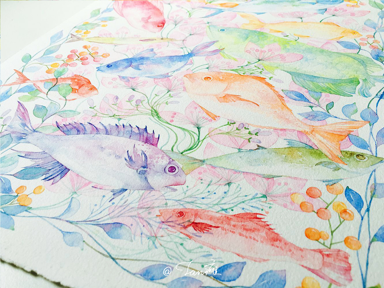 鱼水彩手绘插画