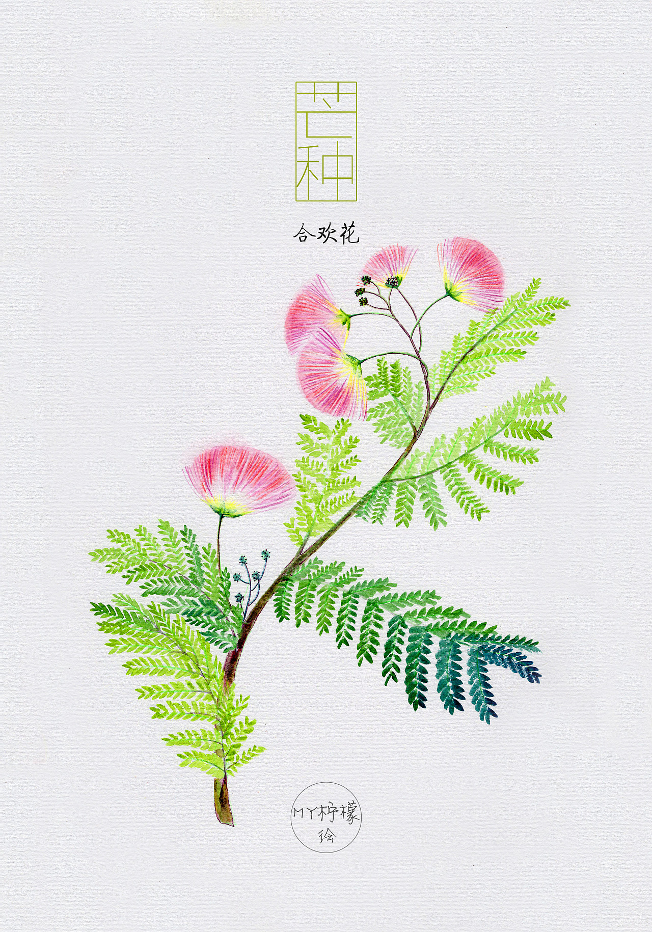 二十四节气花卉插画