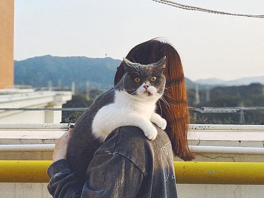 夕阳。姑娘。猫咪。