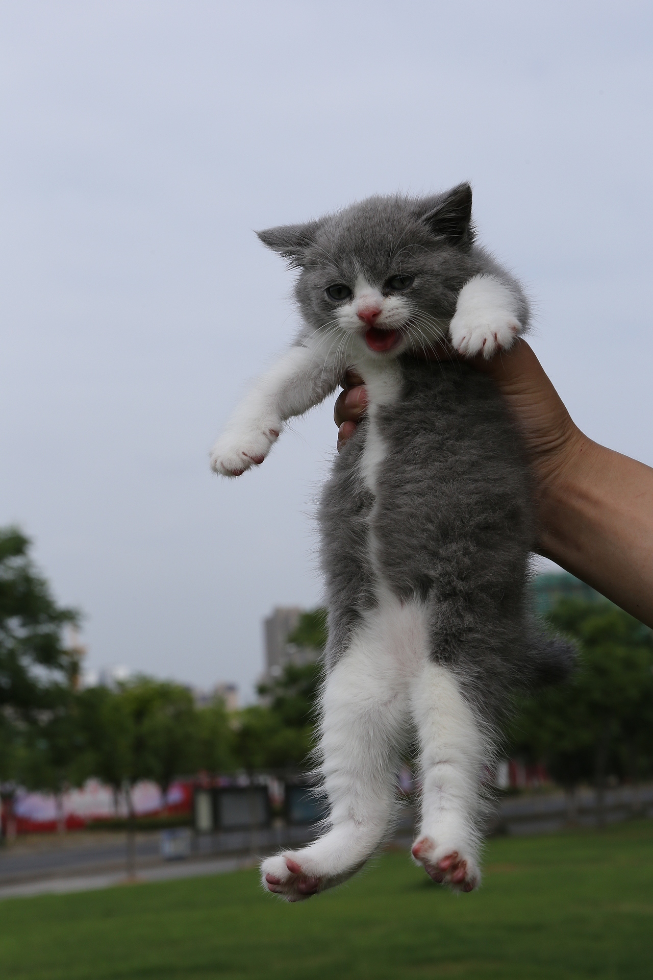 601英短-蓝白-公-正八-沐米猫舍|英国短毛猫