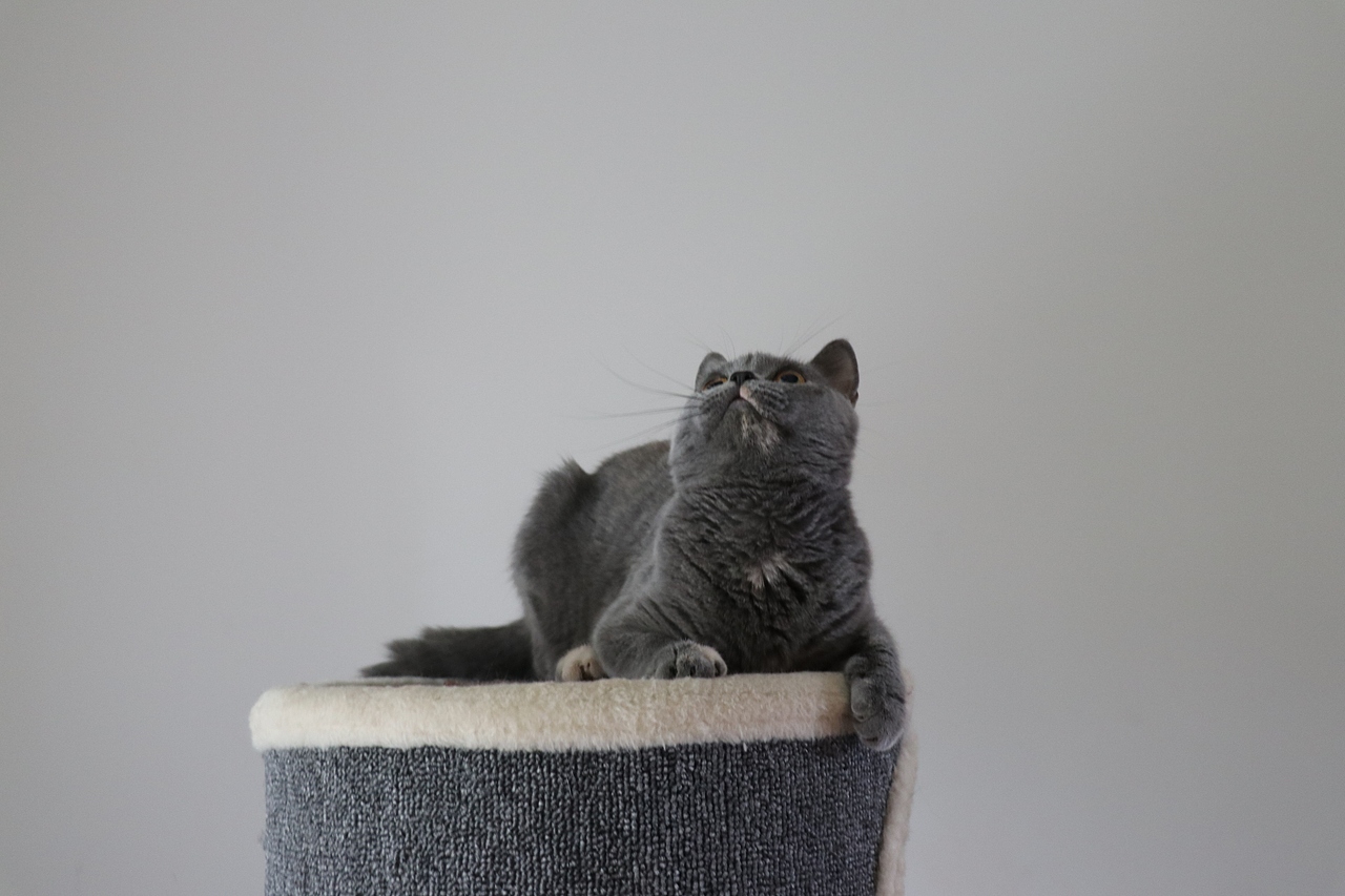 沐米猫舍 种猫MM-英短蓝乳色-阿萝-英国短毛猫