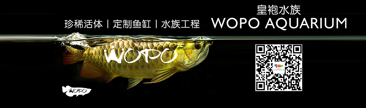 WOPO-皇袍水族VI
