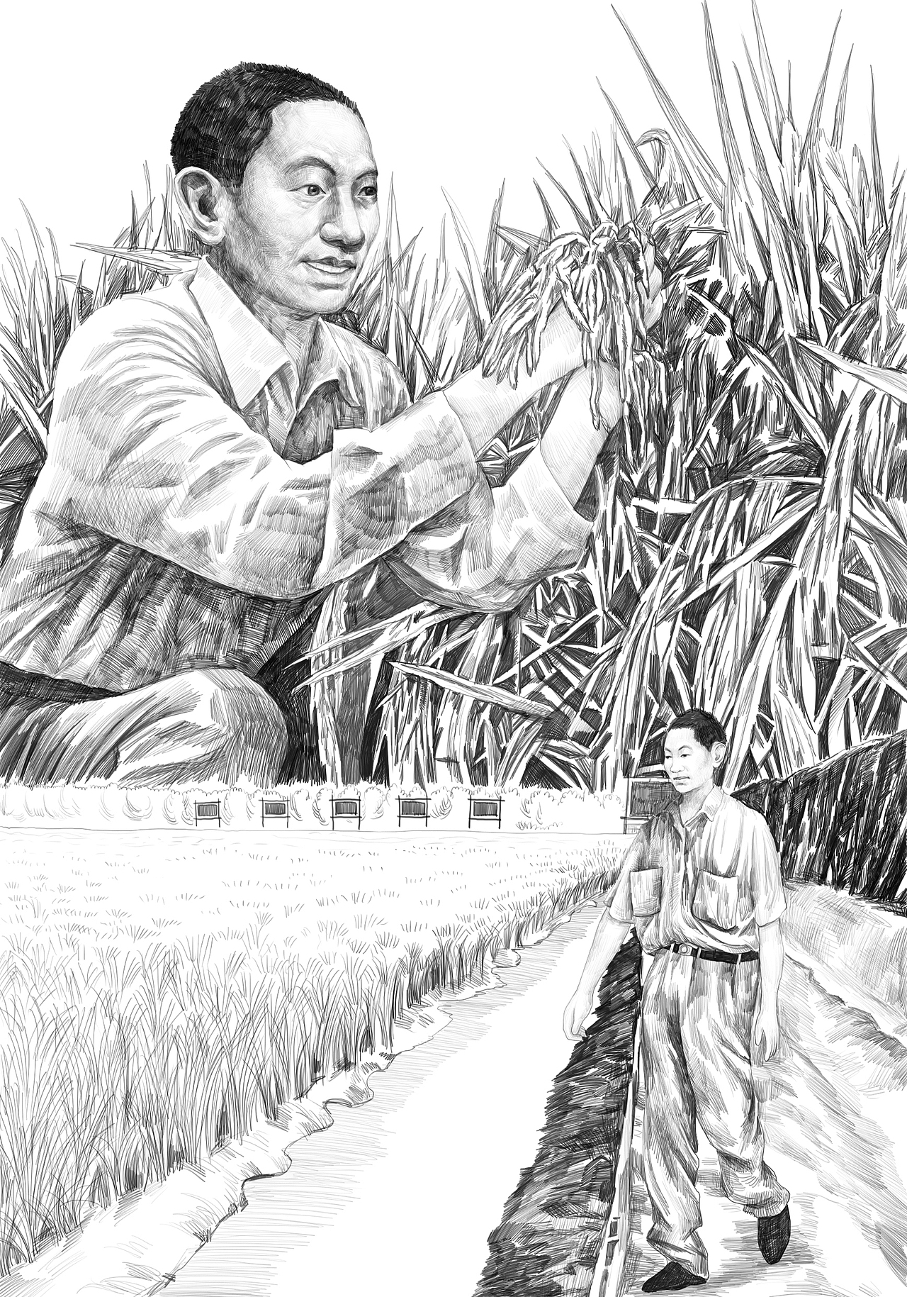杂交水稻之父插画