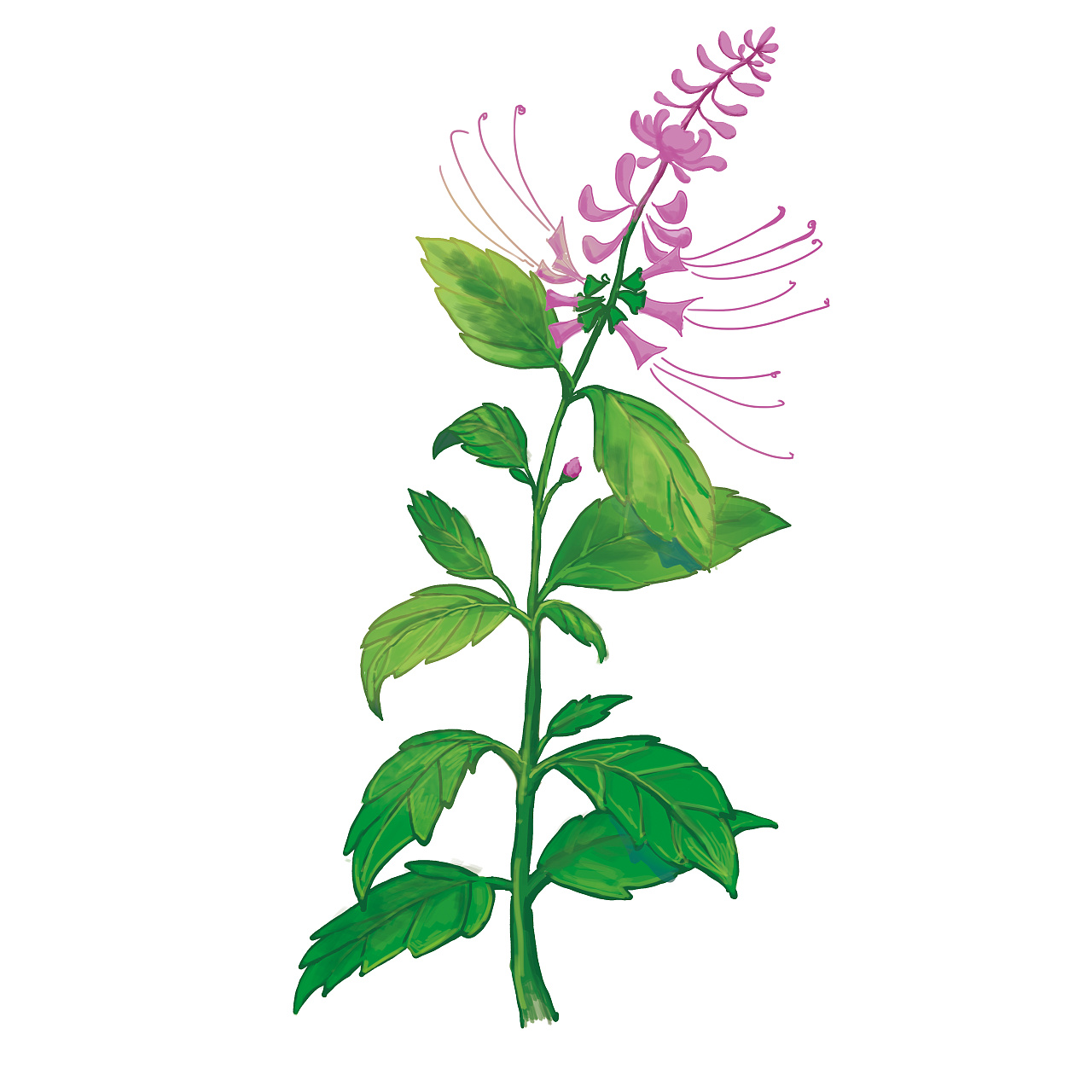 中医植物插画 - 原创作品 - 站酷(zcool)