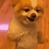 只言旦月的头像