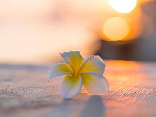 黄昏下的鸡蛋花