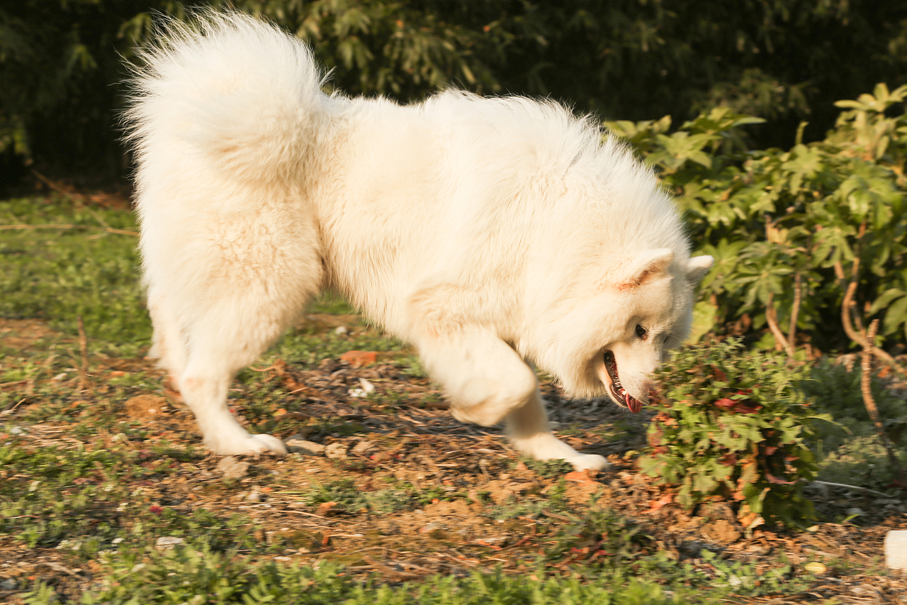 我的宠物们（图ZODA2OTcyOTI=） - 宠物摄影 - 站酷设计师大郭2497原创素材 - 站酷ZCOOL