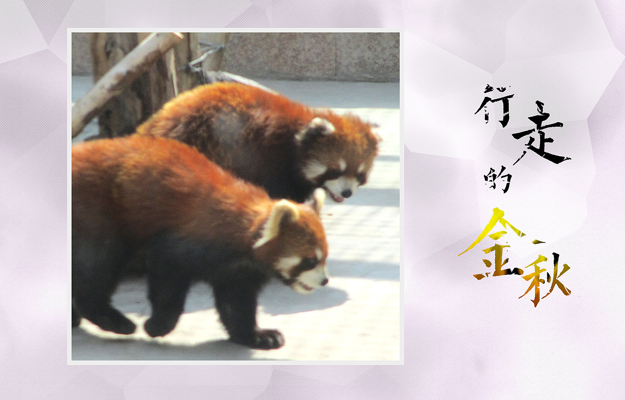 行走的金秋（图ZMTEzMTM4NzU2） - 宠物摄影 - 站酷设计师绿兮依原创素材 - 站酷ZCOOL