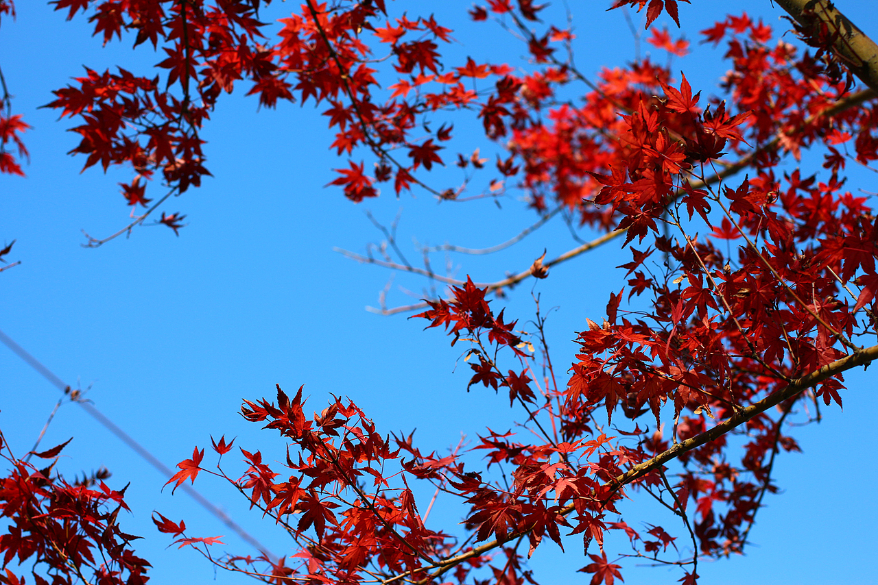 醉枫（图ZMTM3ODI3ODg=） - 风光摄影 - 站酷设计师言不甩原创素材 - 站酷ZCOOL