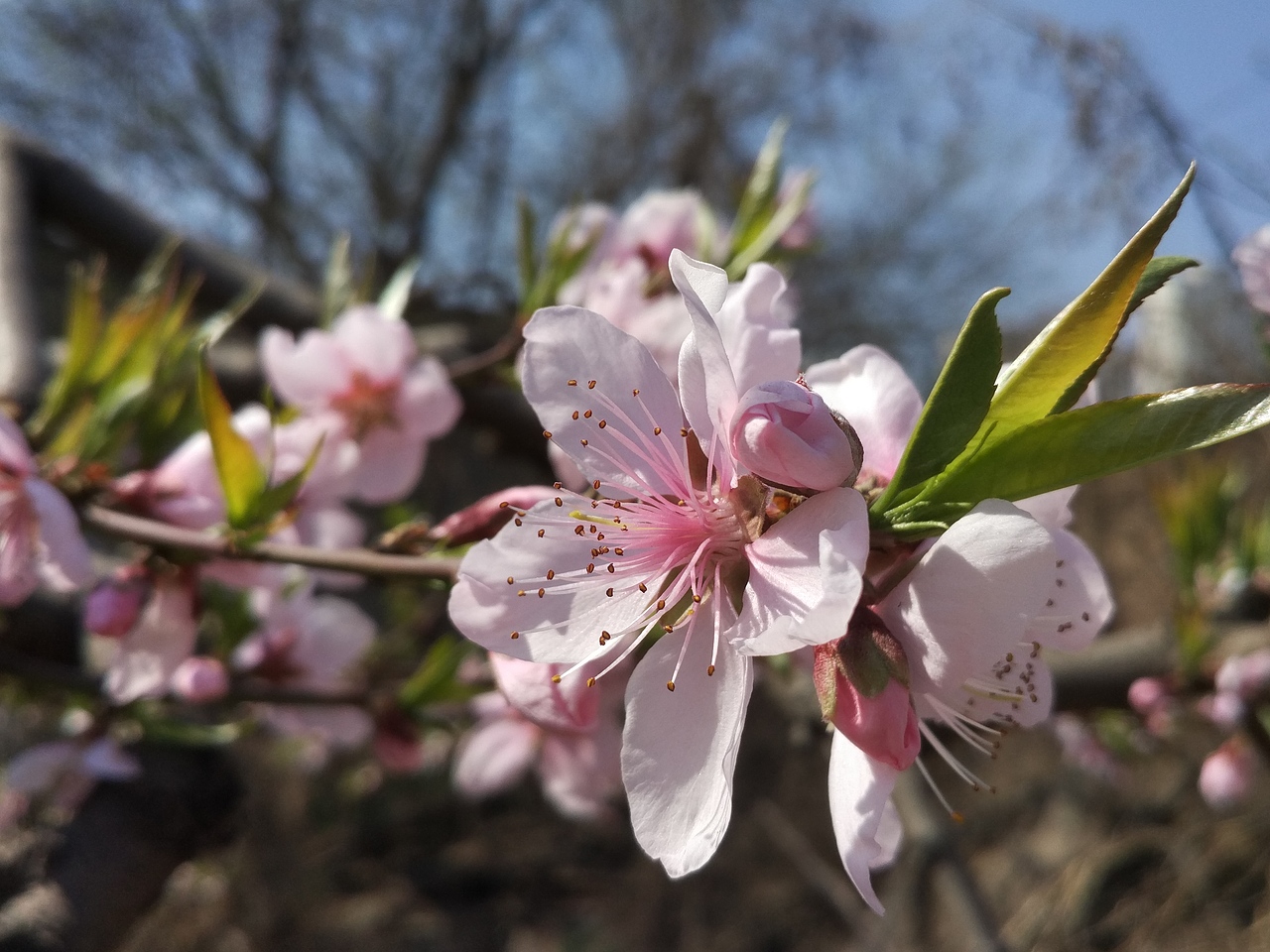 老家賞花（圖ZNzU1MzI0MDA=） - 風(fēng)光攝影 - 站酷設(shè)計(jì)師山山而川上的麥子原創(chuàng)素材 - 站酷ZCOOL