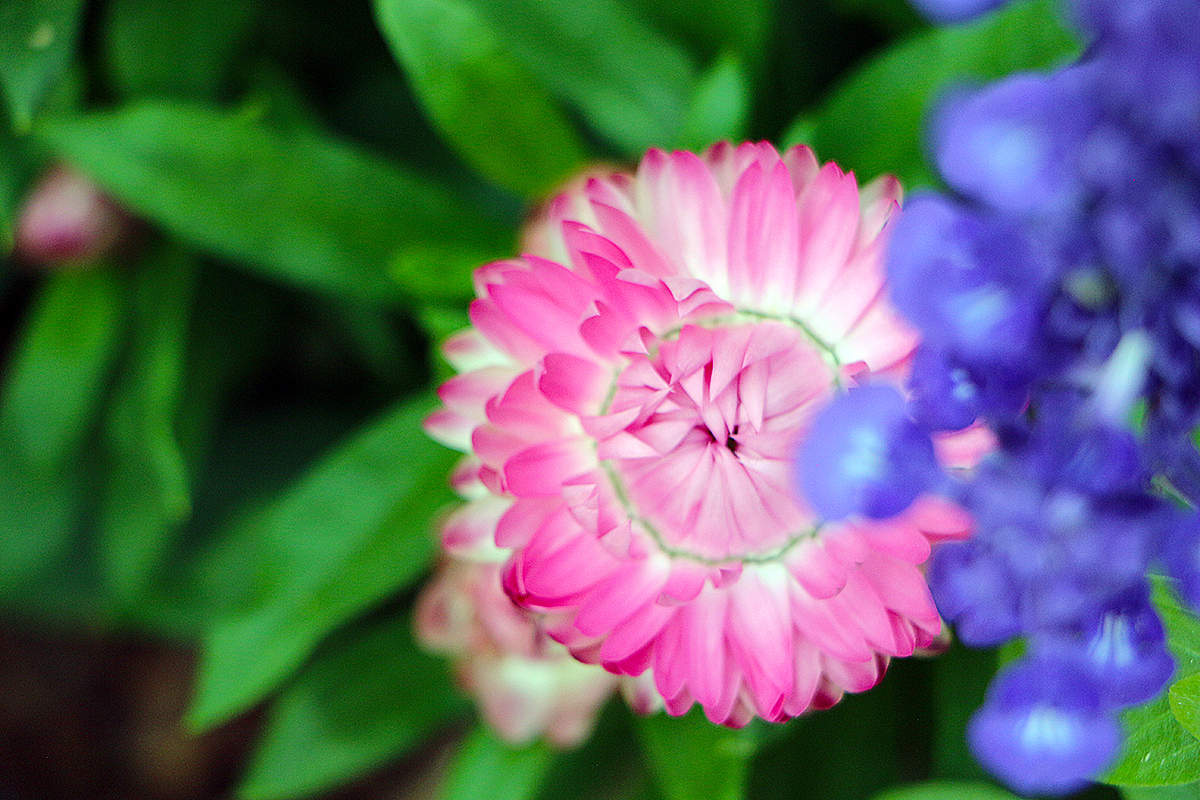 怒莲-陆生（图ZMjU3NzI5NDA4） - 风光摄影 - 站酷设计师小小样88原创素材 - 站酷ZCOOL