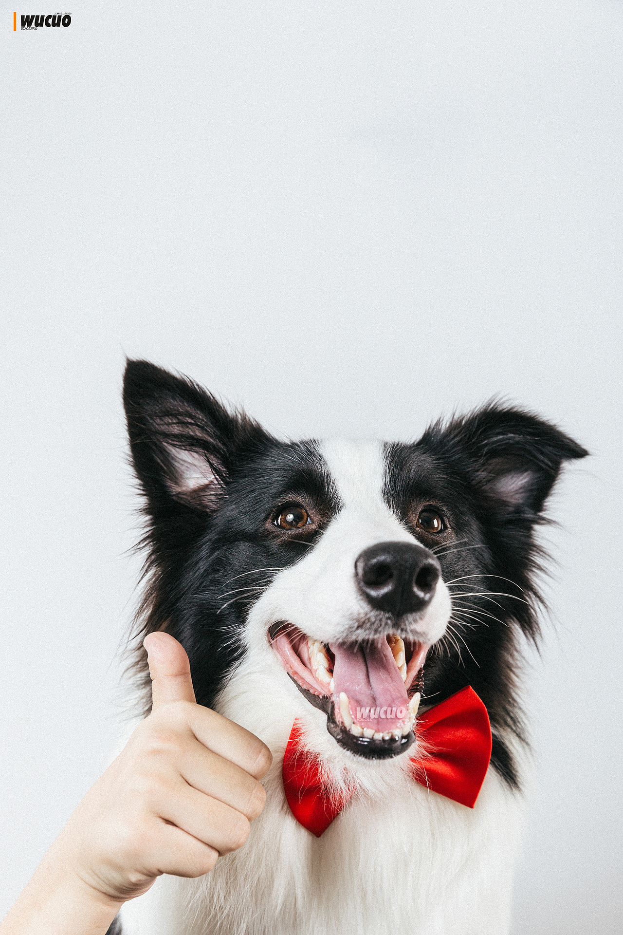 [宠物摄影] 边牧（图ZNTk0NjA2ODA=） - 宠物摄影 - 站酷设计师pingQ原创素材 - 站酷ZCOOL