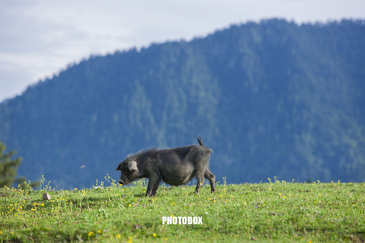 九寨藏香猪