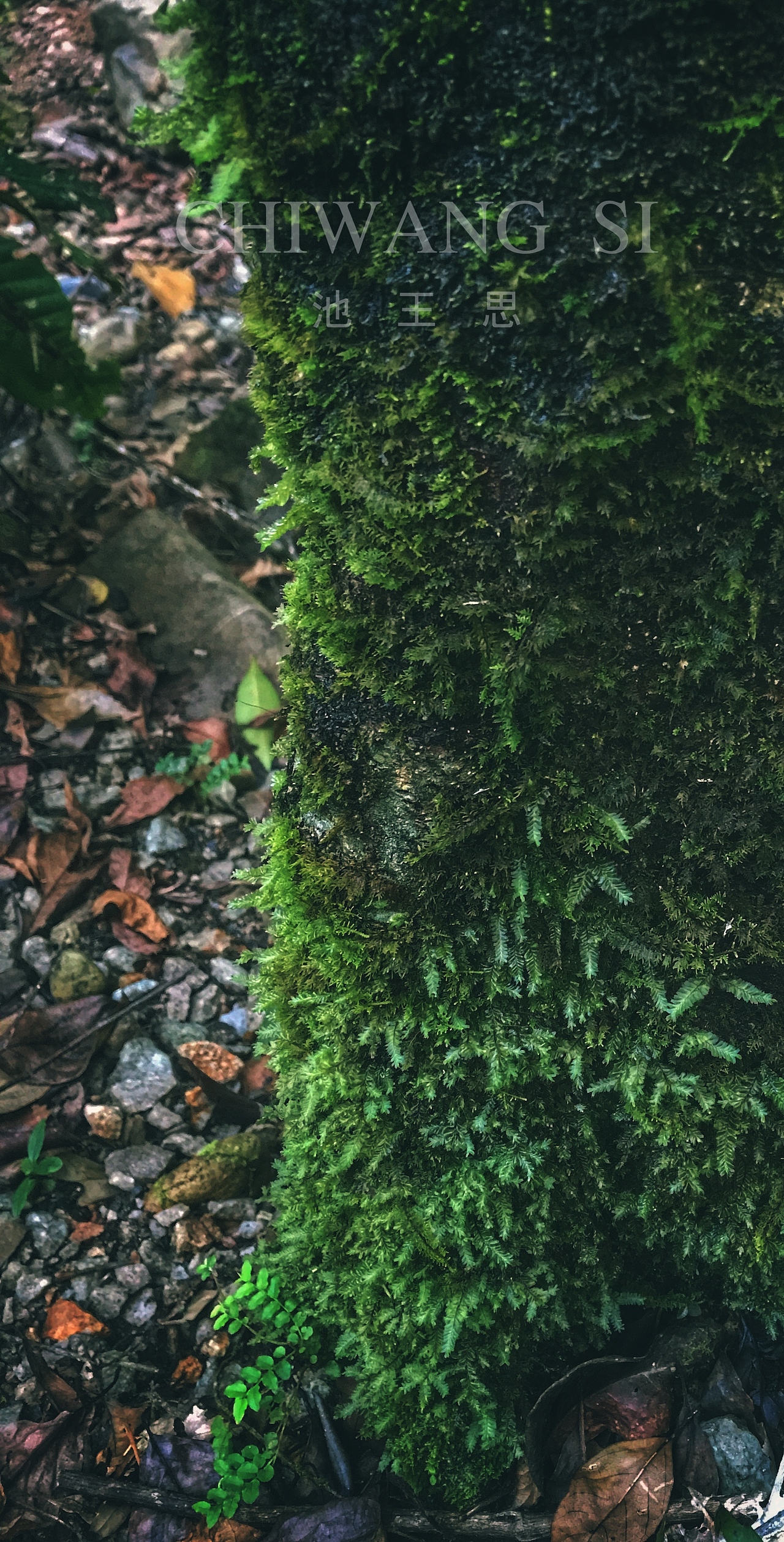 在不起眼的树干,
在看似没有生命的裂缝里,<br>