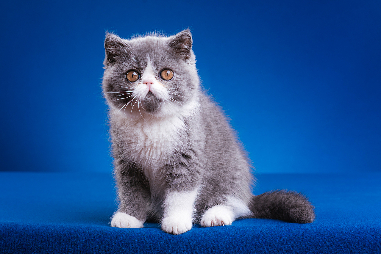 异国短毛猫柿饼儿和他的孩子们（图ZMTUyNTQ2Mjg0） - 宠物摄影 - 站酷设计师克查原创素材 - 站酷ZCOOL