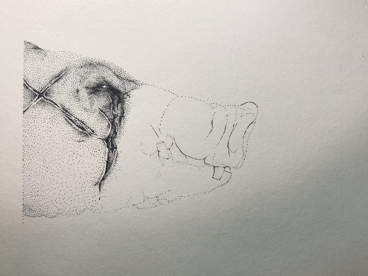 一头猪的诞生🐗