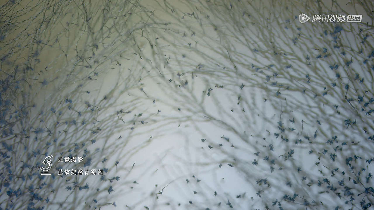 青霉菌的菌丝,像清冷晨曦中的藤蔓.