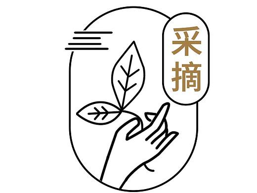 安吉白茶制茶工艺
