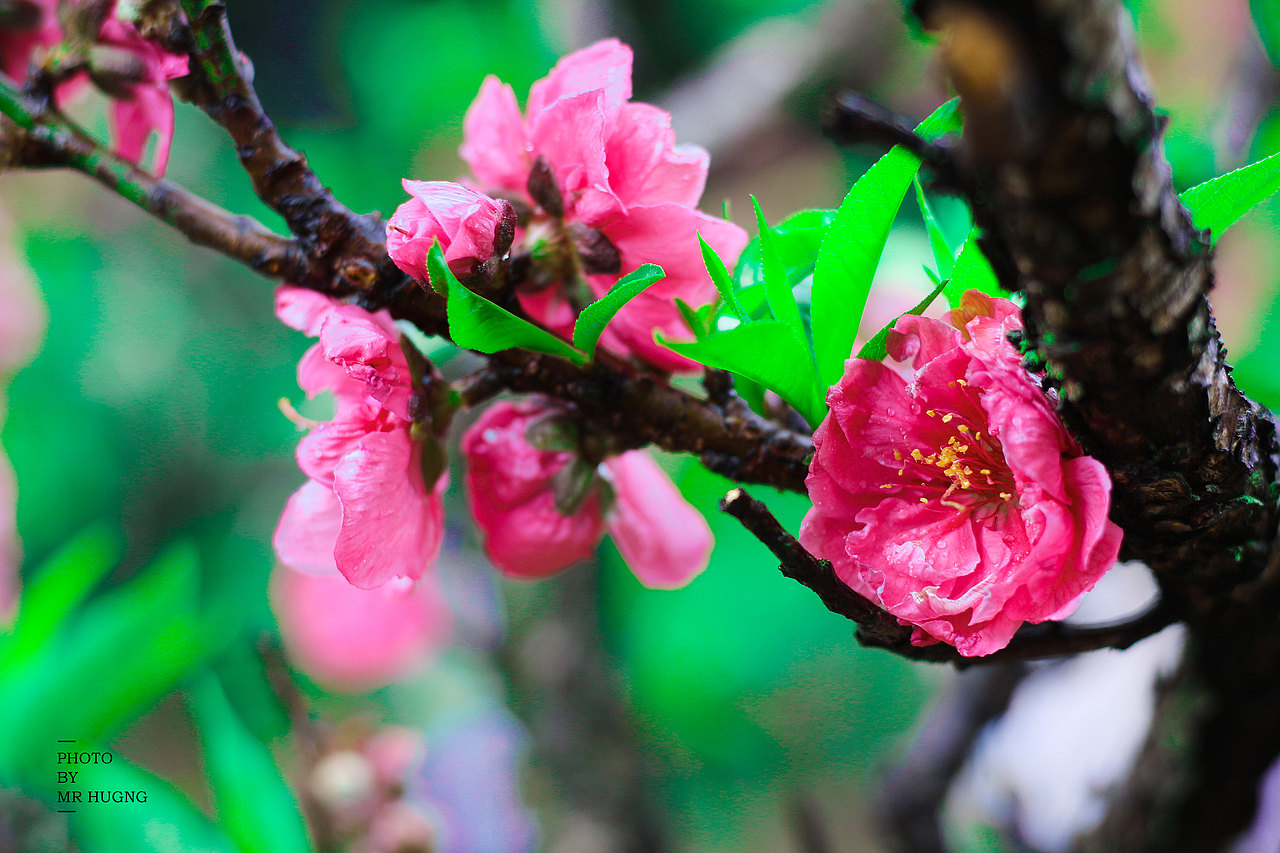 又到了百花盛开的季节了