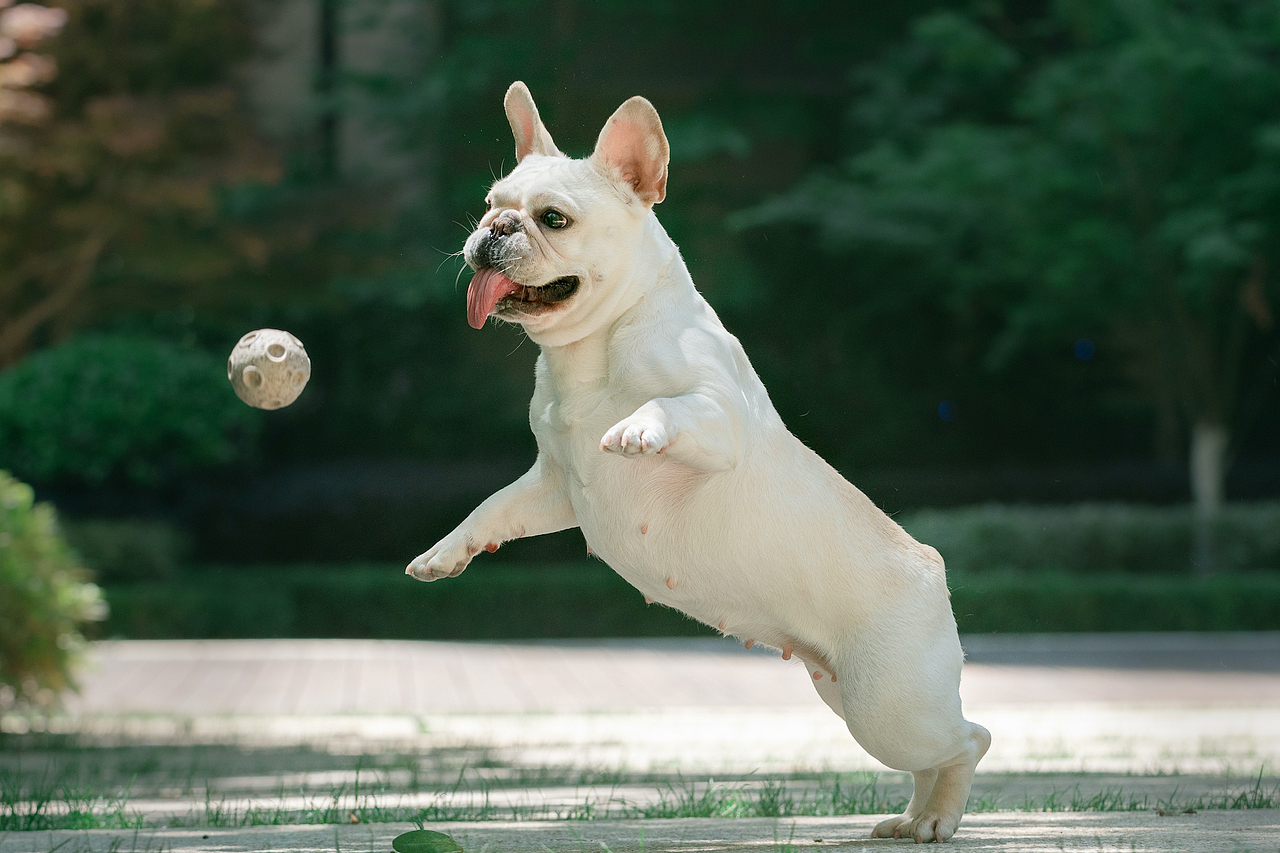 法牛的夏天 【均木纪实宠物摄影 宠物摄影 杭州】（图ZMjMxODQ2MDEy） - 宠物摄影 - 站酷设计师均木纪实宠物摄影原创素材 - 站酷ZCOOL