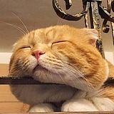 叁贰哇的头像