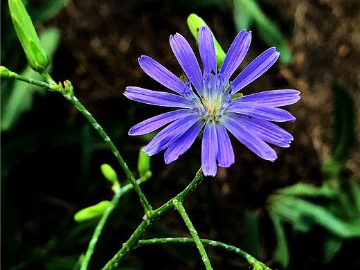 刘勇良手机纪实摄影：淡紫色的乳苣花