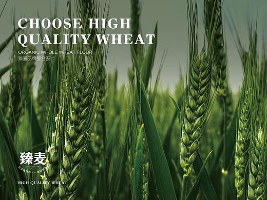 臻麦品牌整合设计