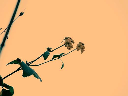 枯荣（个人主页-ZMzA5MTU0ODA=） - 人文/纪实摄影 - 站酷设计师木鱼说原创素材 - 站酷ZCOOL