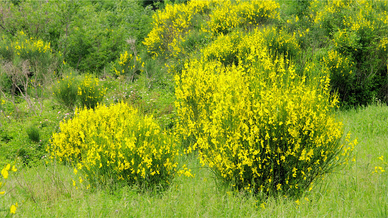 植王 饮料包装设计（图ZMjE2NjA3MDc2） - 包装 - 站酷设计师火华酷站原创素材 - 站酷ZCOOL