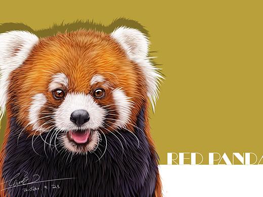动物插画-小熊猫.狒狒