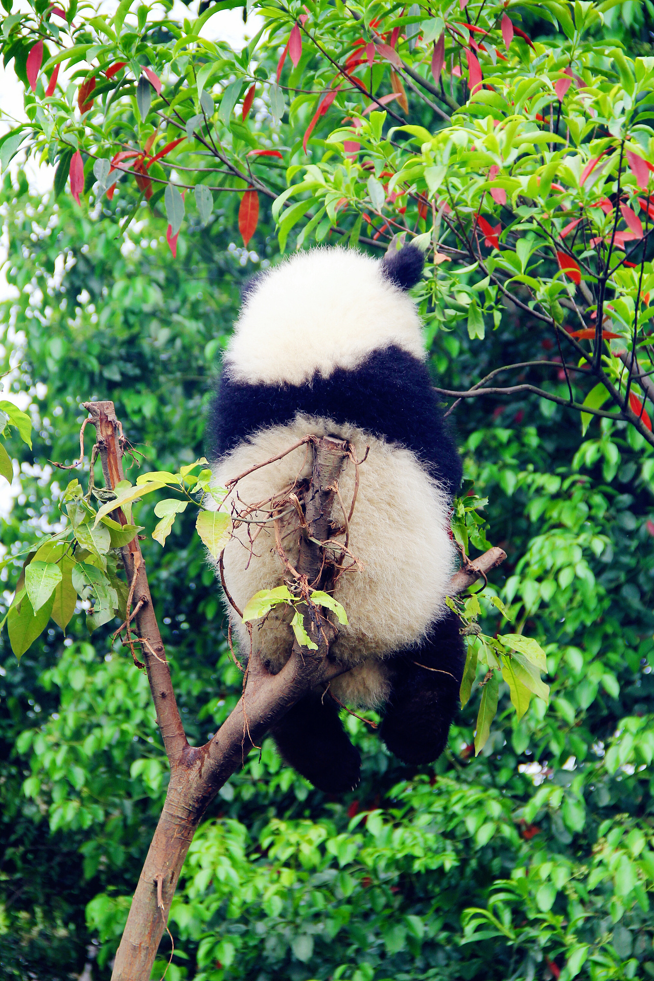 2年前 20 0 0 北京  |  艺术工作者 成都大熊猫基地随拍[z大笑] 原创