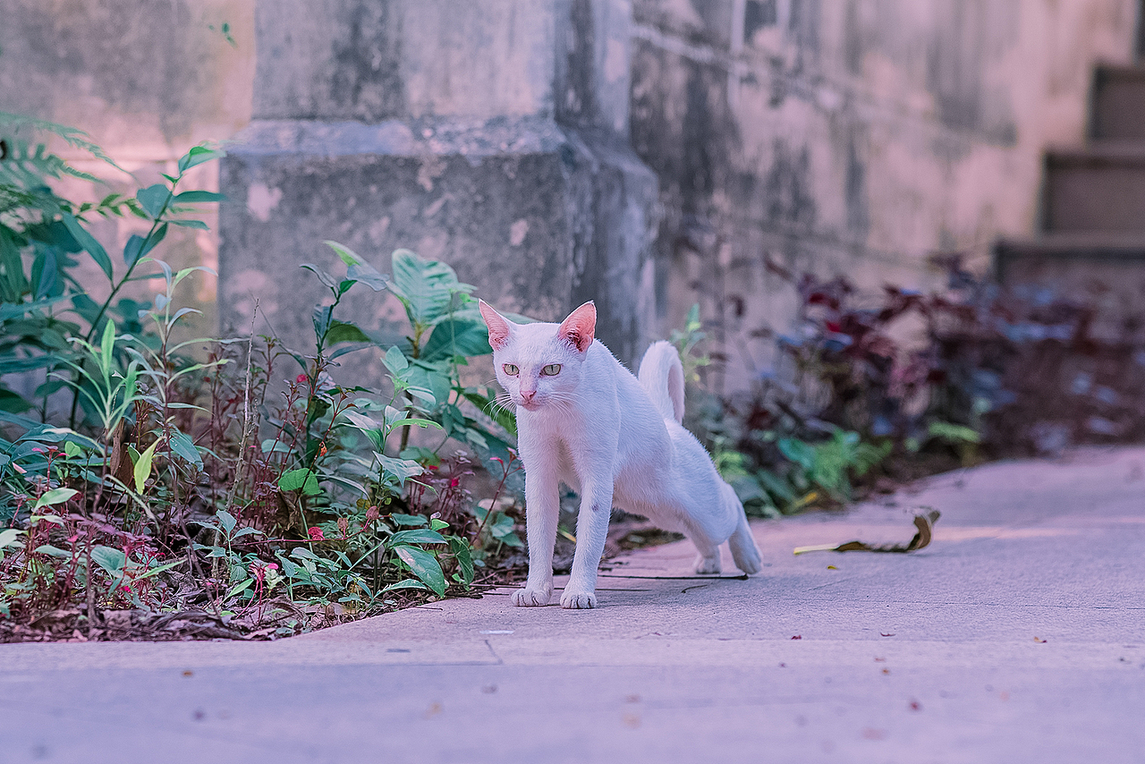 寻猫集100