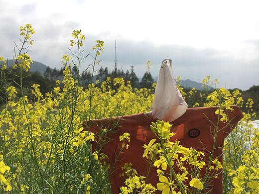 田野里的油菜花·稻草人