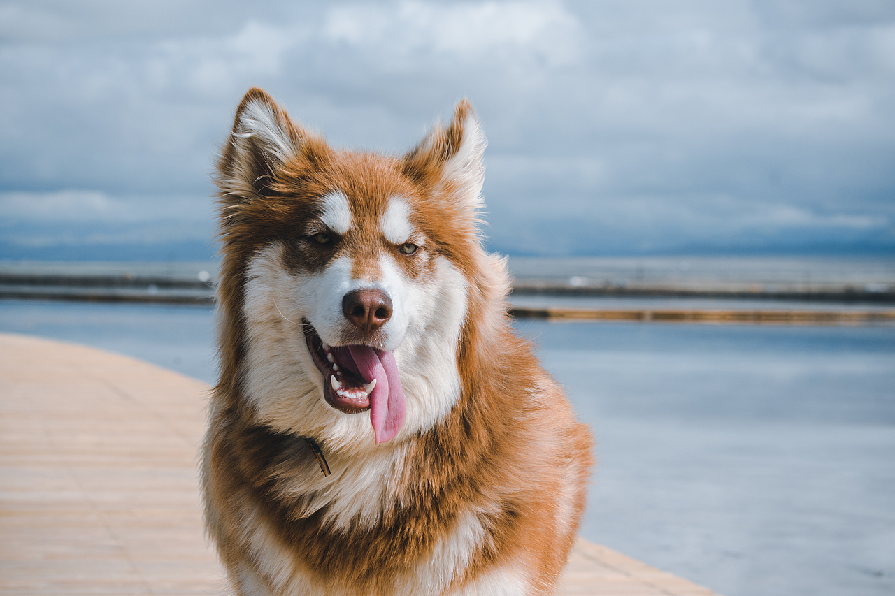 狗子在高原|摄影|宠物摄影|蛋娃的爸爸_原创作品-站酷zcool