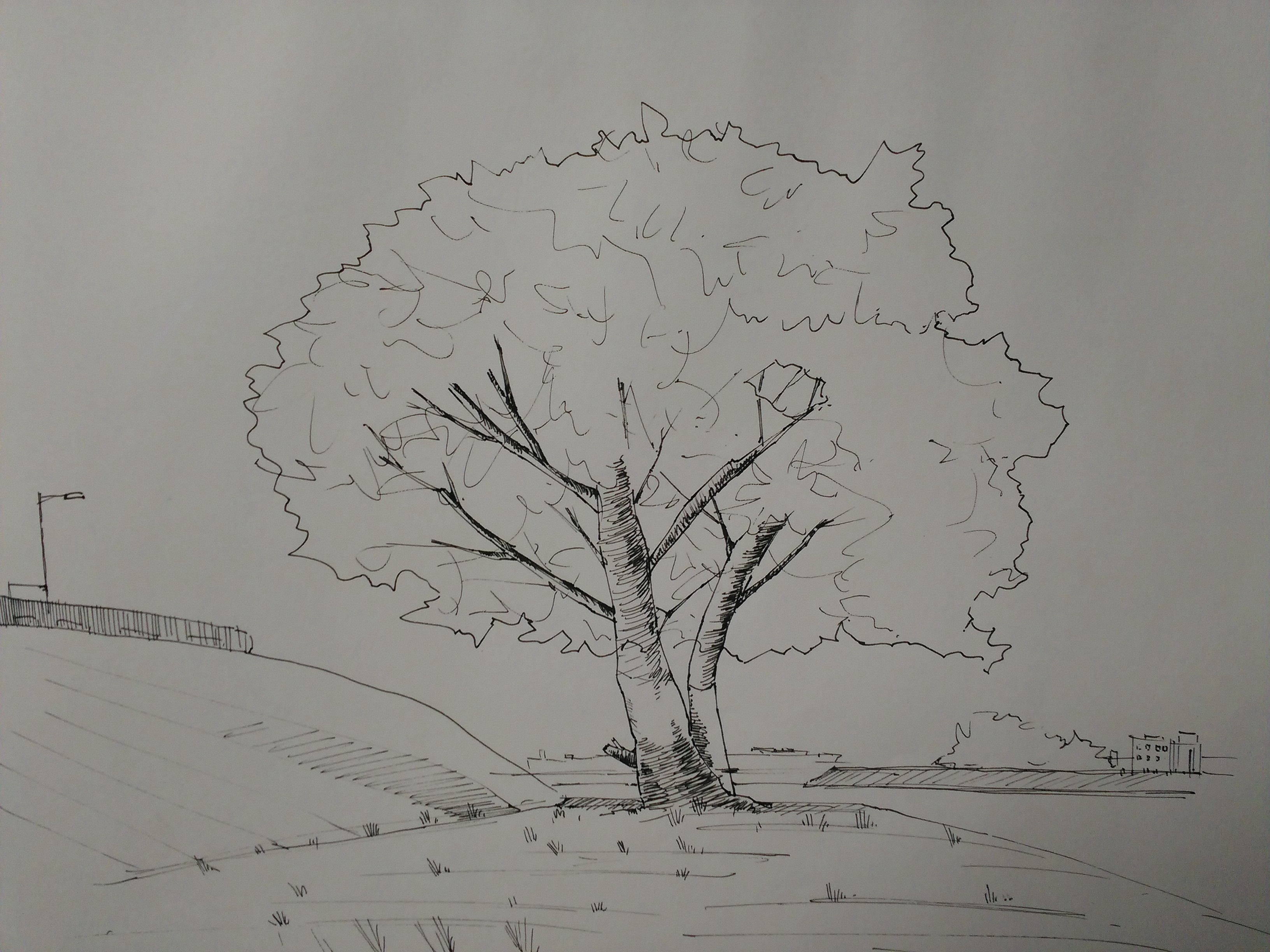 素描树林画法图片