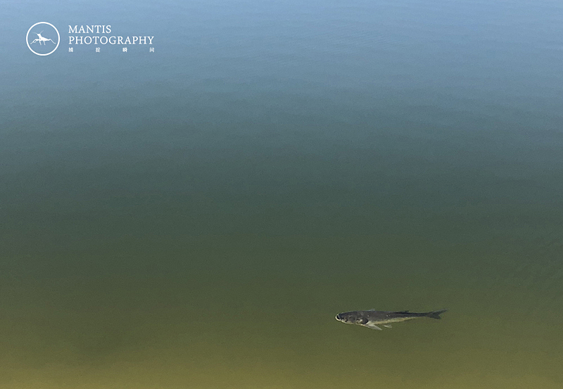 MANTIS 随拍2021（图ZMjgxNjA5NjQw） - 风光摄影 - 站酷设计师aaa62621185原创素材 - 站酷ZCOOL