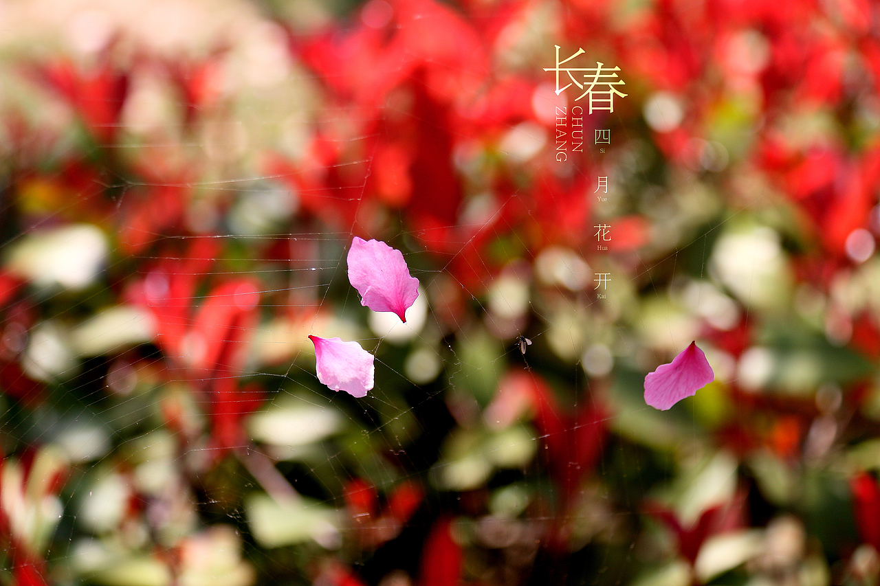 春花儿（图ZNzU2MzY0NDg=） - 产品摄影 - 站酷设计师马鹏原创素材 - 站酷ZCOOL