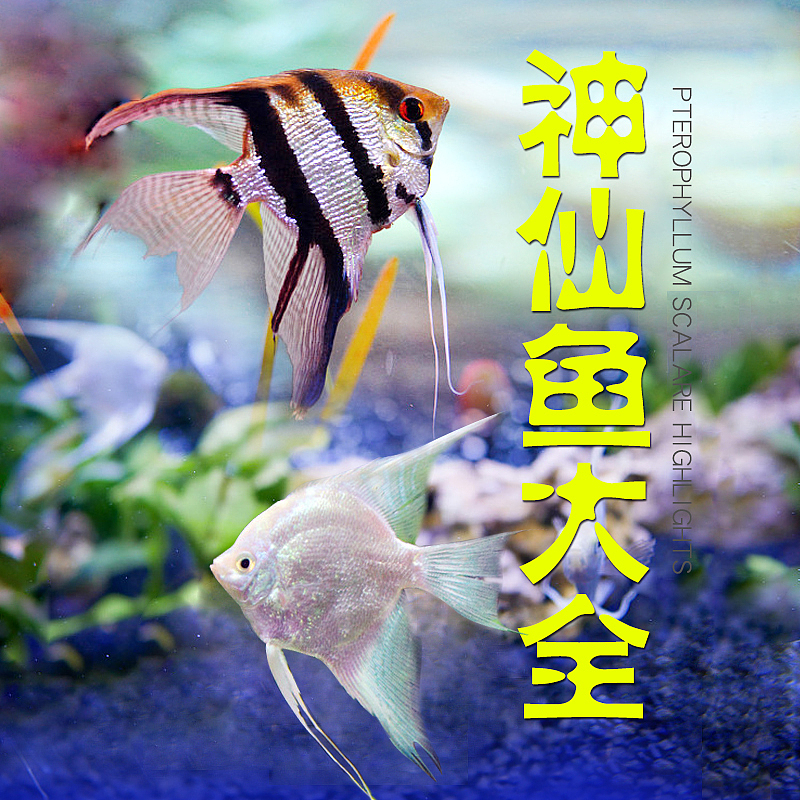 神仙鱼活体鱼淘宝产品详情页设计（图ZOTI5MTY5NjQ=） - 电商 - 站酷设计师Yune陳原创素材 - 站酷ZCOOL