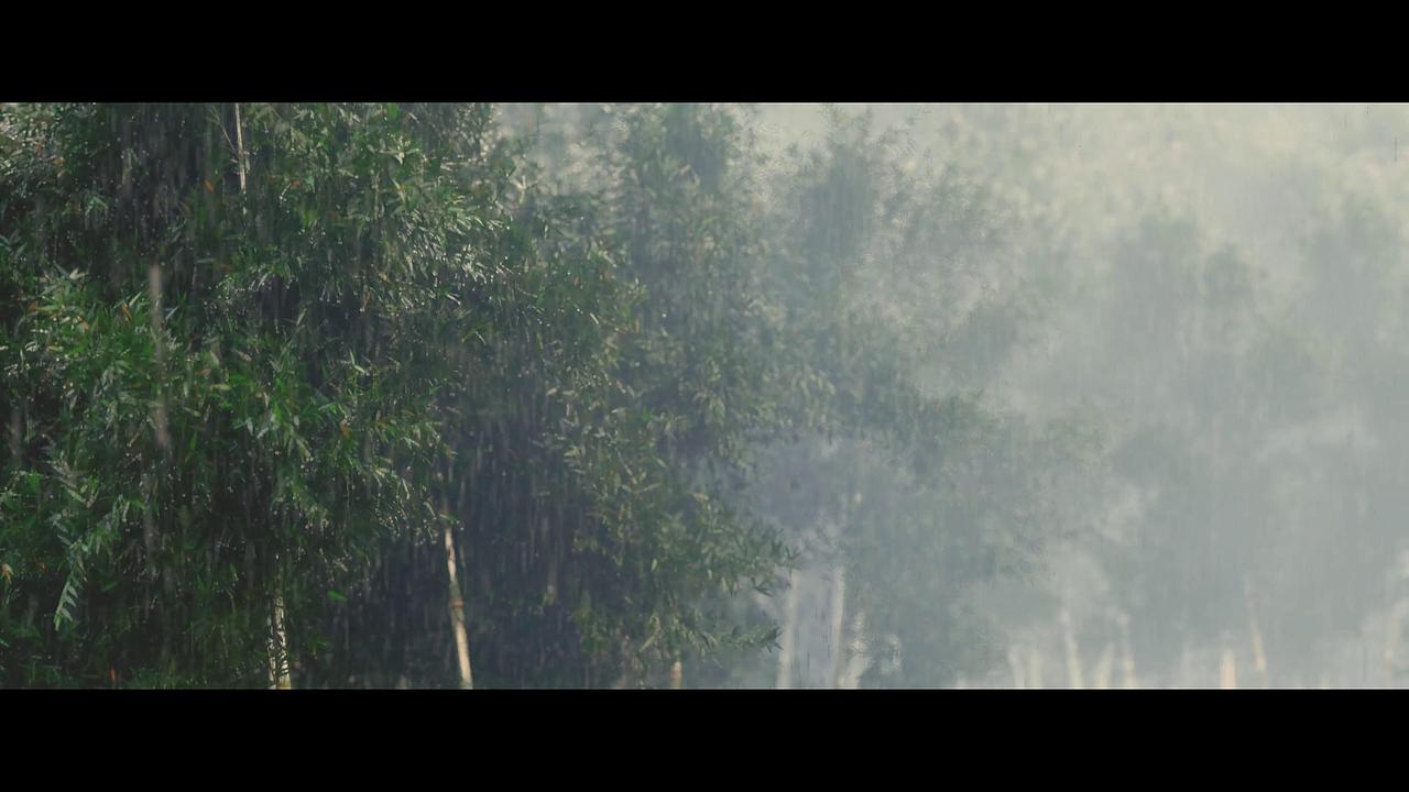 HOUDINI 雨打竹林