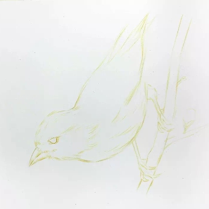 彩铅画一只黄色的麻雀步骤分享（图ZMTUzODc2ODQ4） - 绘画 - 站酷设计师小雪绘画原创素材 - 站酷ZCOOL