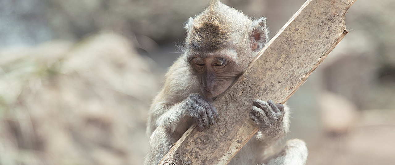 《毛里求斯》_想·享摄影