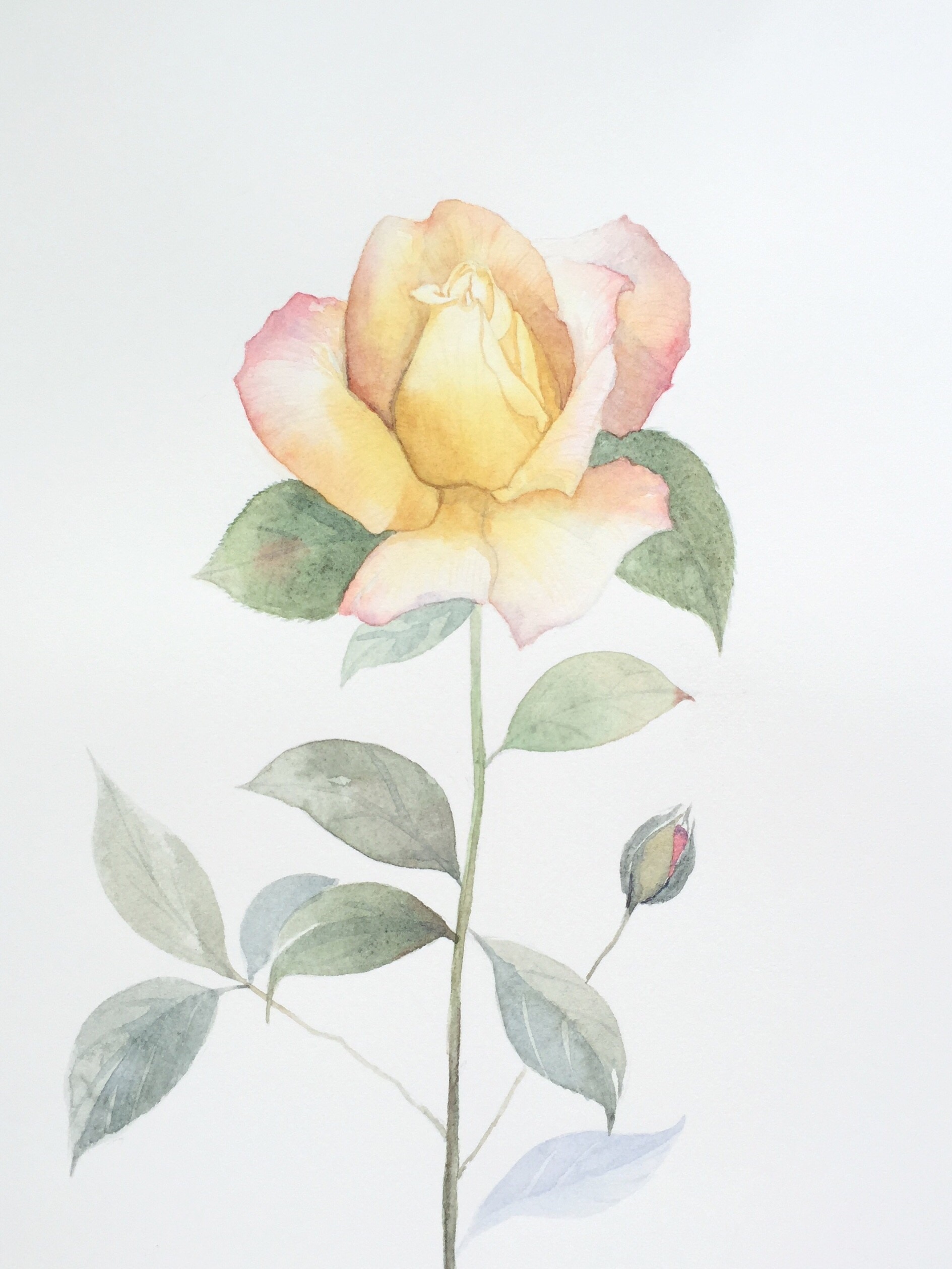 水彩花卉|插画|插画习作|消失天迷 - 原创作品 - 站酷 (zcool)