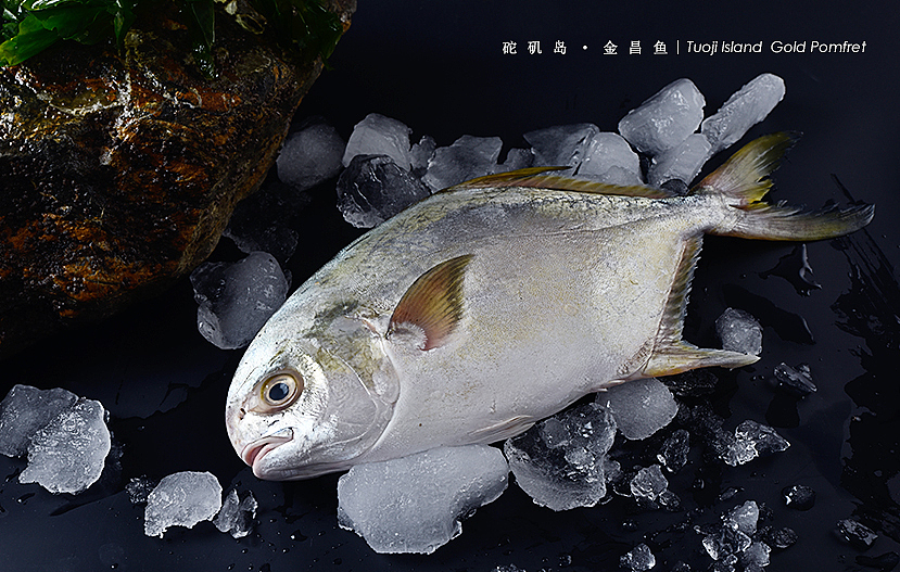 砣矶岛【金鲳鱼、黄花鱼、比目鱼】（图ZNTg0NjczOTI=） - 产品摄影 - 站酷设计师摄影师董名扬原创素材 - 站酷ZCOOL