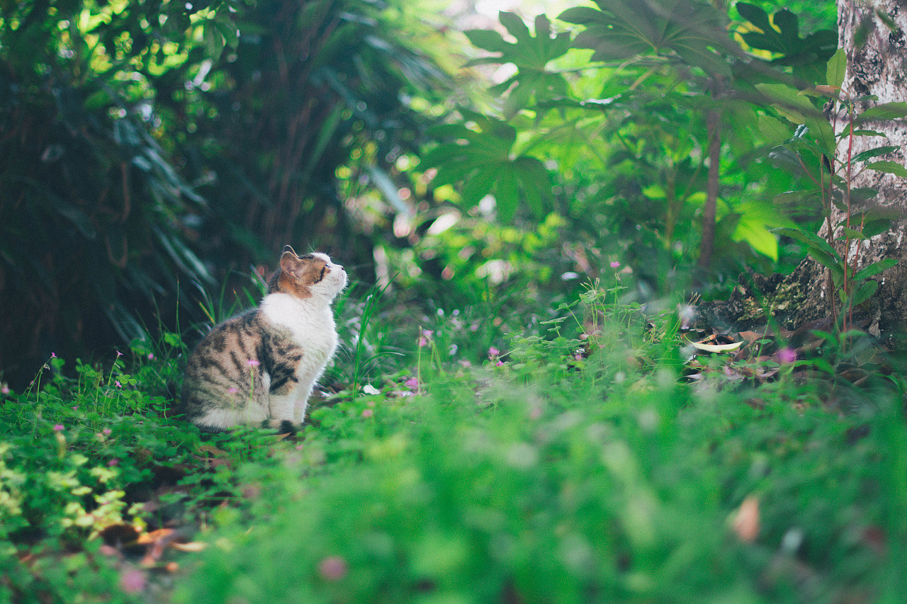 古镇游（图ZMTU3MDMyNDY0） - 风光摄影 - 站酷设计师小不高兴原创素材 - 站酷ZCOOL