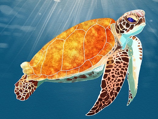 海龟漫游