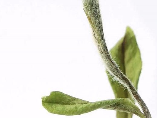 拂晓茶--白茶白牡丹系列之太姥山款